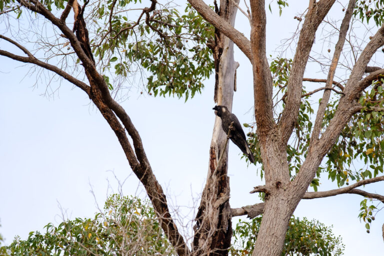ADV-Catterick-Farm-202503-2000px-DSCF2445