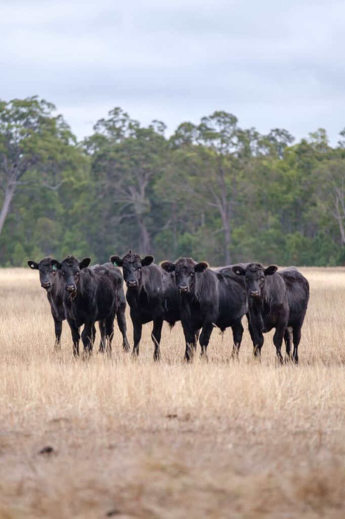Cattle in the wide open paddocks at Catterick Farm